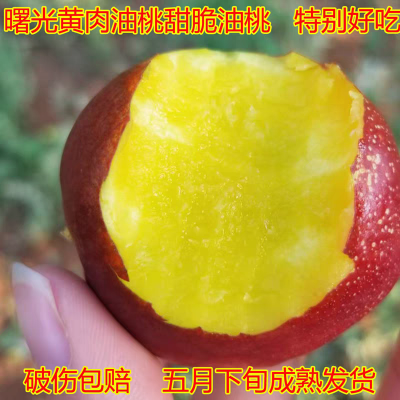 （曙光油桃）陕西油桃/接电商，可开发票/欢迎来电合作