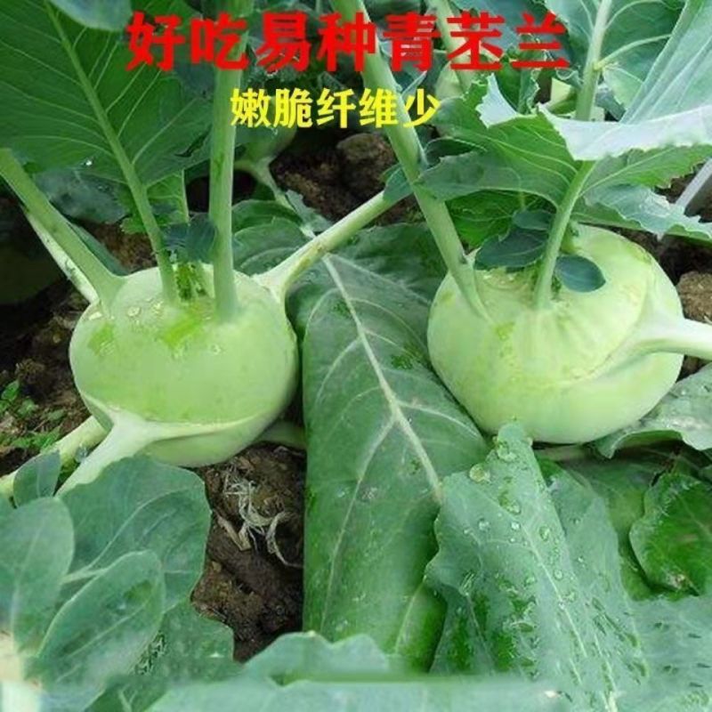 龙盛春秋丕兰种子丰产抗病肉质细嫩丕蓝种子农家春秋季播蔬菜