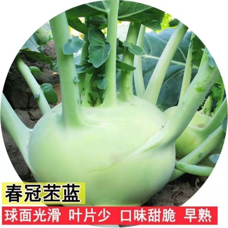龙盛春秋丕兰种子丰产抗病肉质细嫩丕蓝种子农家春秋季播蔬菜