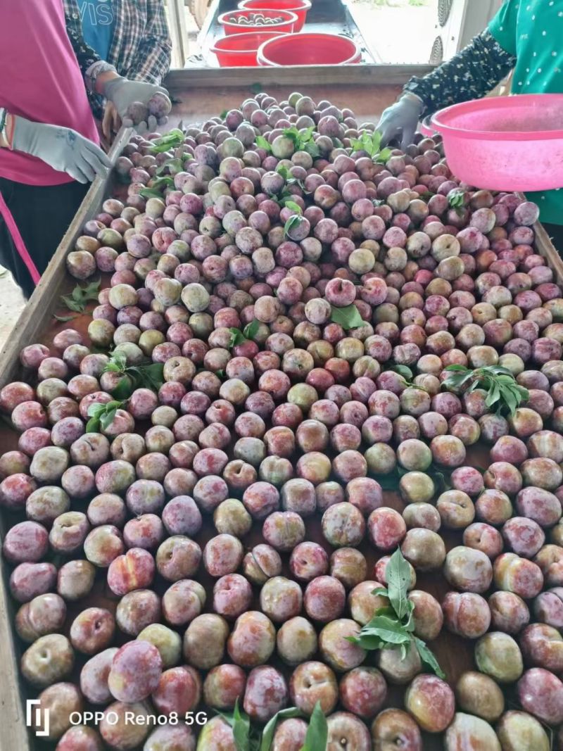 韶关三华李，市场货，工厂原料，多多买菜电商，主播一件代发
