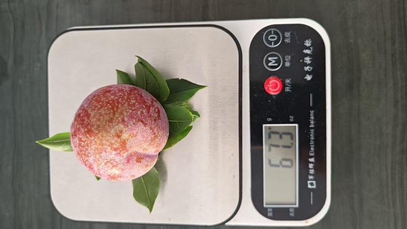 韶关三华李，市场货，工厂原料，多多买菜电商，主播一件代发
