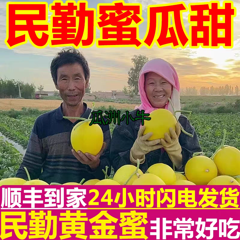 （金红宝蜜瓜）民勤蜜瓜/对接电商/可开发票/全国供应批发