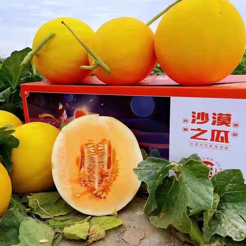 （金红宝蜜瓜）民勤蜜瓜/对接电商/可开发票/全国供应批发