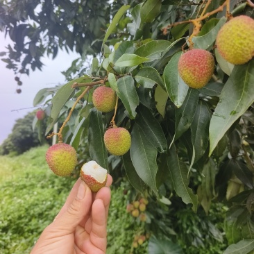 妃子笑荔枝