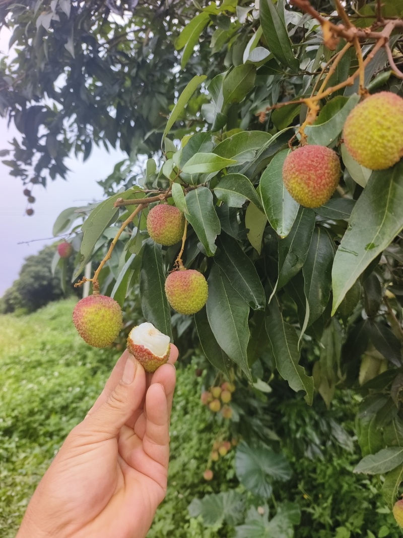 妃子笑荔枝