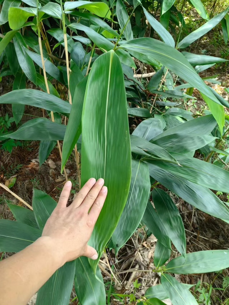 粽叶箬叶湖南益阳万亩产地直销
