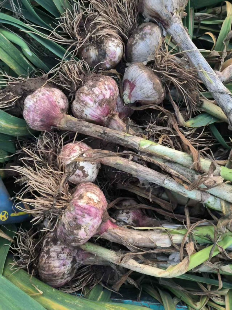 精品红旗大蒜，大量有货，品质有保障，价格实惠欢迎咨询下单