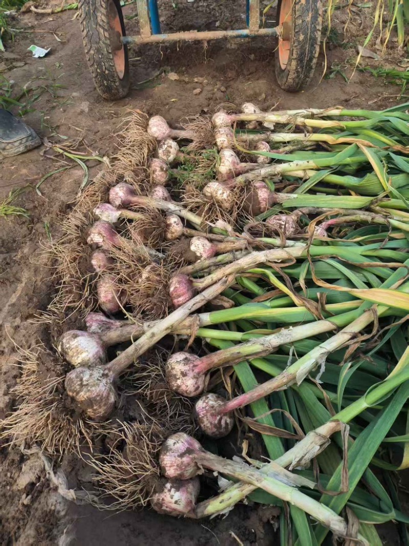精品红旗大蒜，大量有货，品质有保障，价格实惠欢迎咨询下单