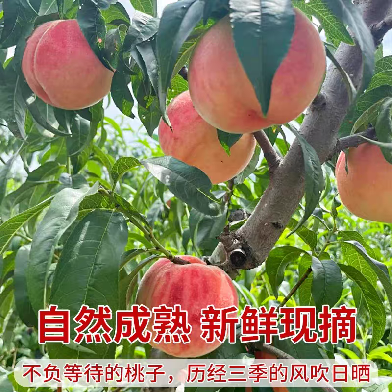 （陕西水蜜桃）突围桃/产地直发/对接电商，可开发票