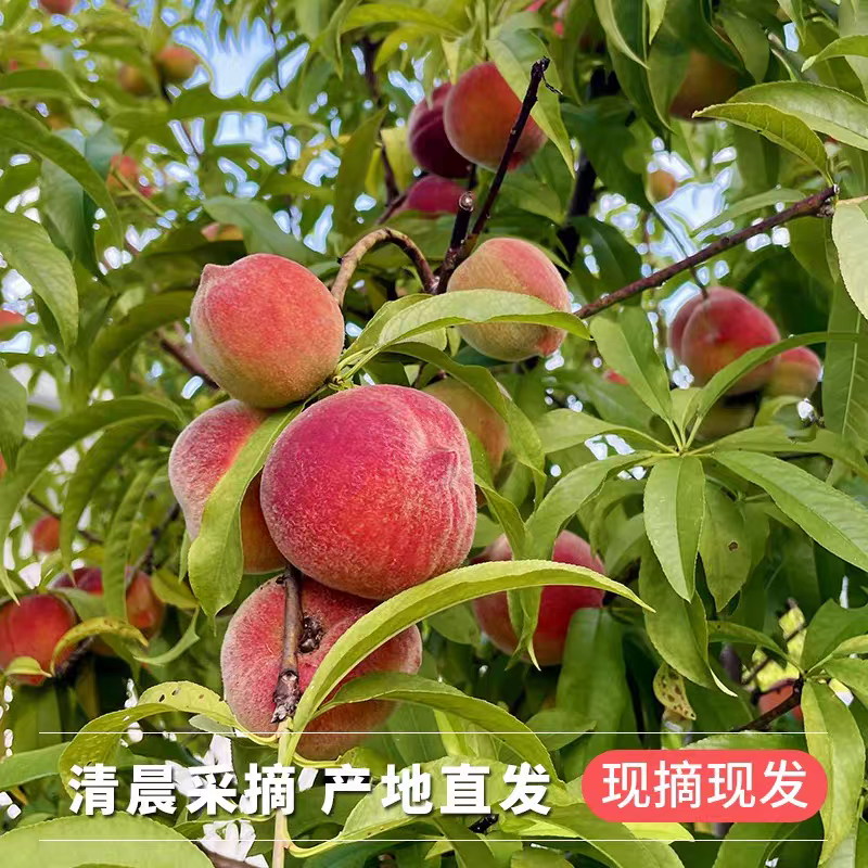 （陕西水蜜桃）突围桃/产地直发/对接电商，可开发票