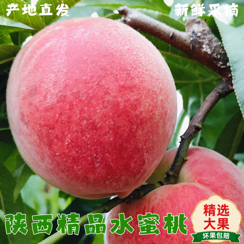 （陕西水蜜桃）突围桃/产地直发/对接电商，可开发票