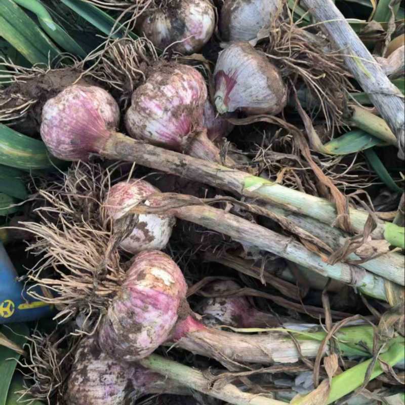 精品红旗大蒜，大量有货，品质有保障，价格实惠欢迎咨询下单