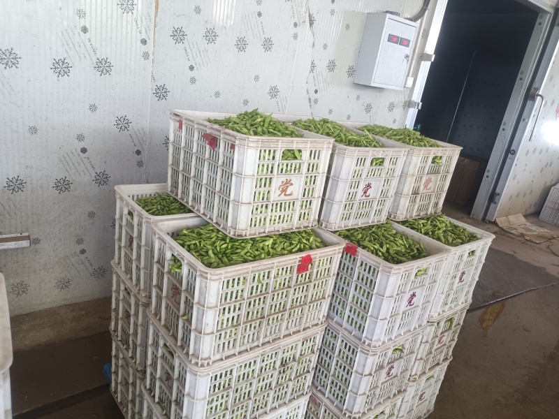 精品翠绿宝毛豆，大量有货，有需要的老板欢迎咨询