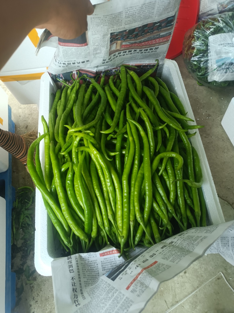 精品青线椒产地直发，有需要的老板欢迎咨询
