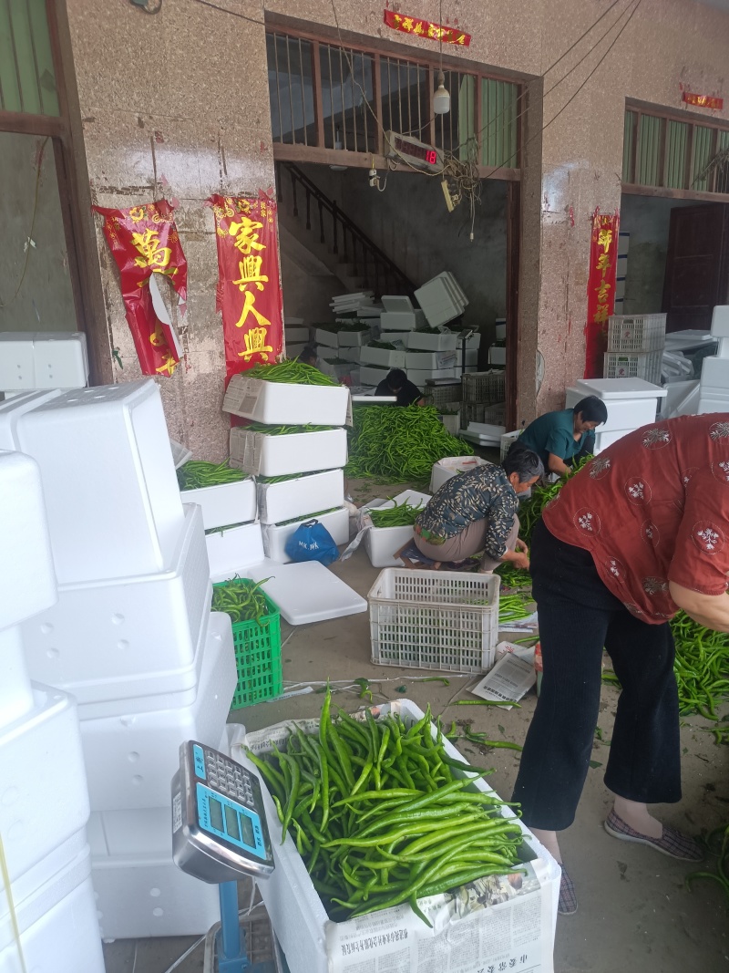精品青线椒产地直发，有需要的老板欢迎咨询