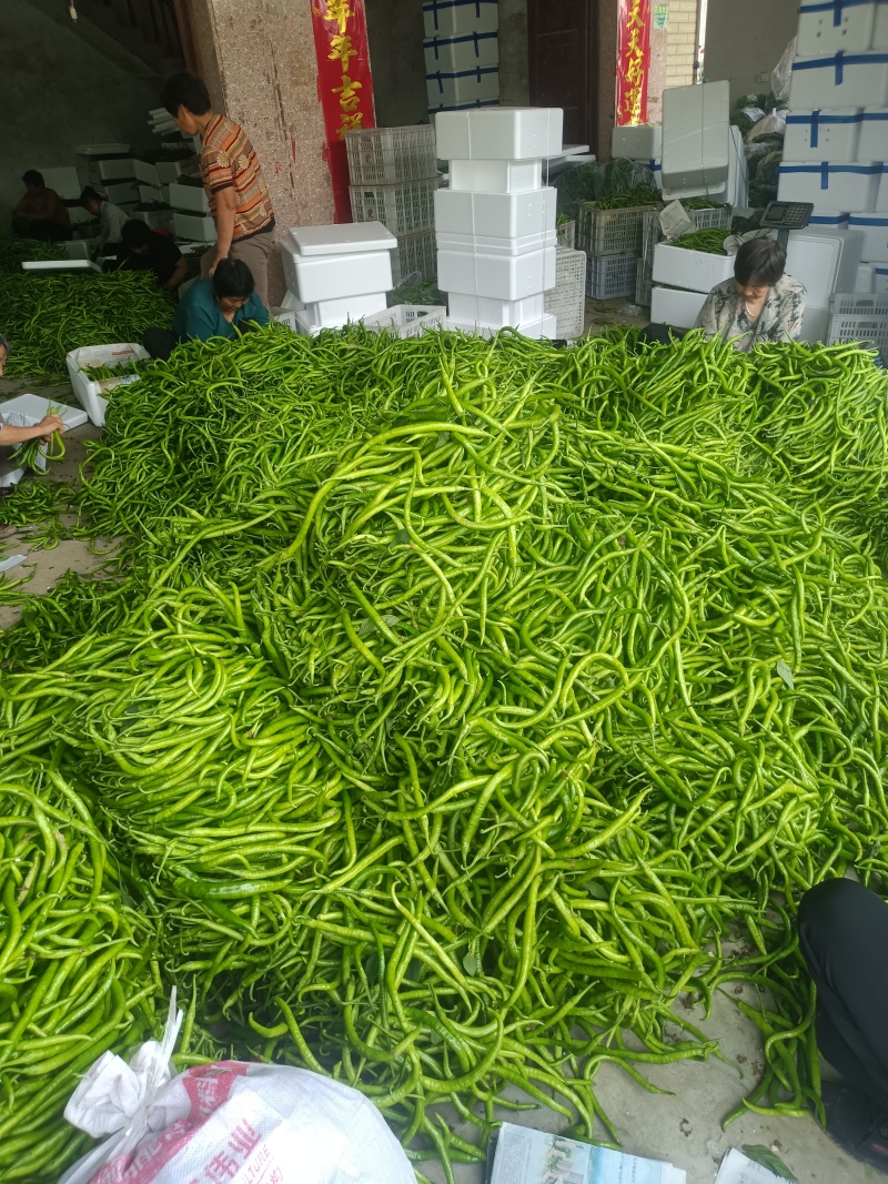 精品青线椒产地直发，有需要的老板欢迎咨询