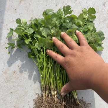 河北临漳大叶香菜，市场电商商超量大从优
