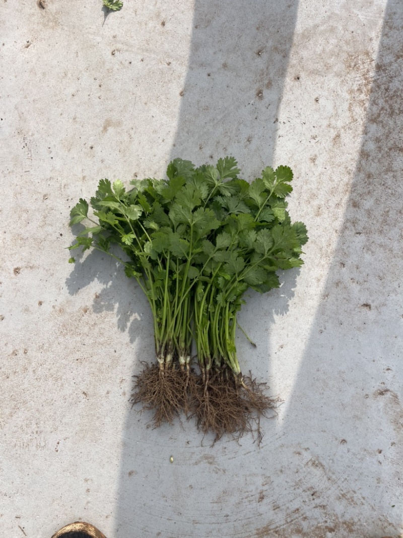 河北临漳大叶香菜，市场电商商超量大从优
