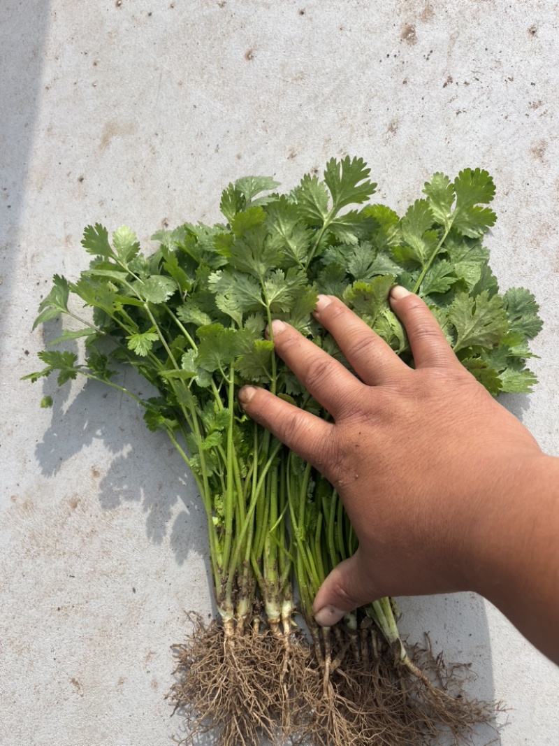 河北临漳大叶香菜，市场电商商超量大从优