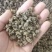 正品野生猫抓草水洗毛爪草