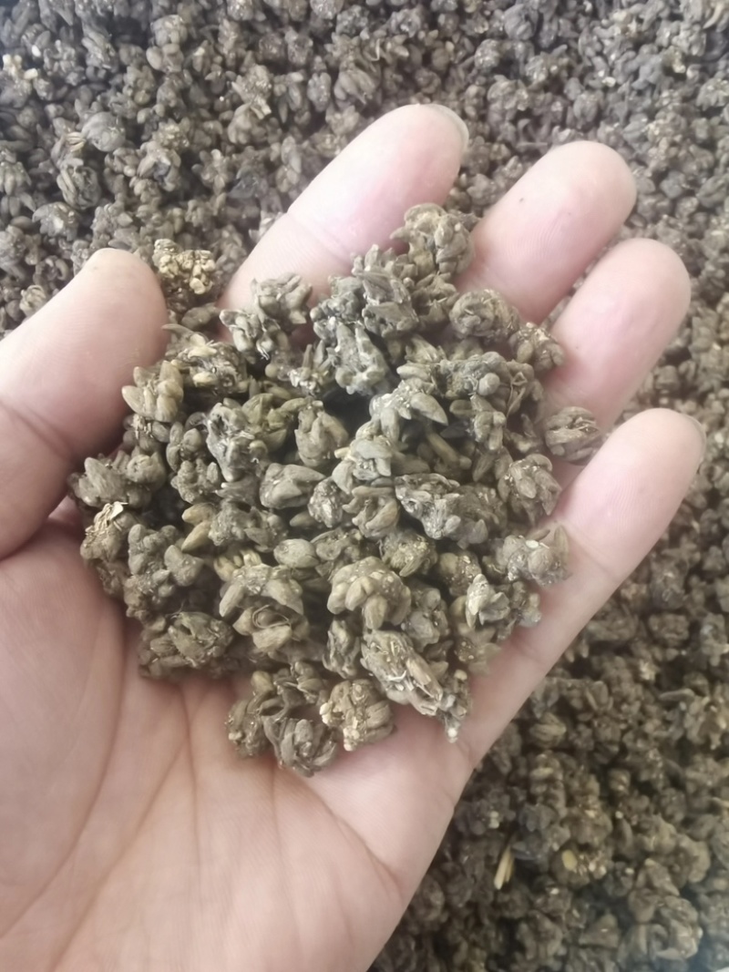 正品野生猫抓草水洗毛爪草