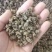 正品野生猫抓草水洗毛爪草