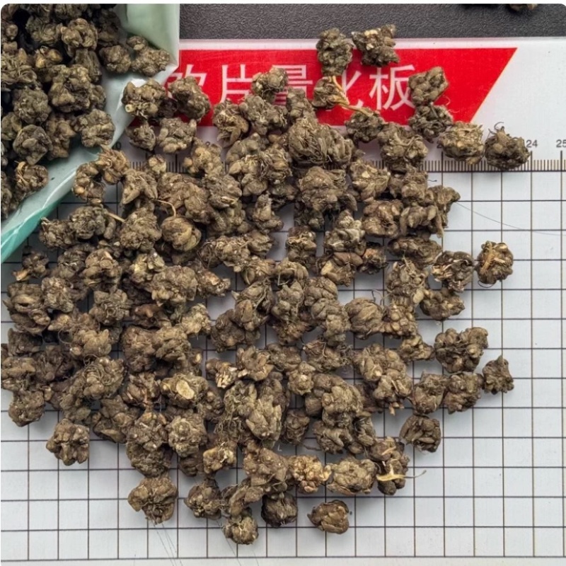 正品野生猫抓草水洗毛爪草