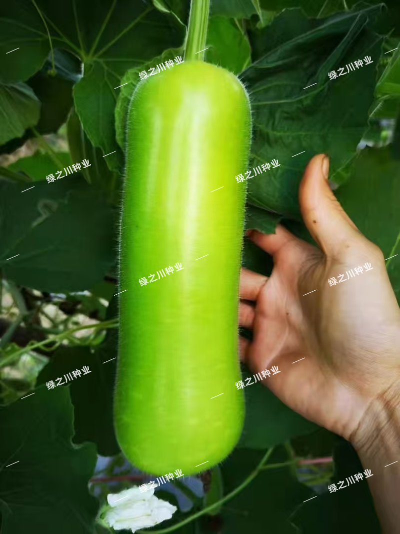 泰秀8号瓠瓜种子早熟杂交油绿蒲瓜种子短棒油亮瓠子瓜种籽
