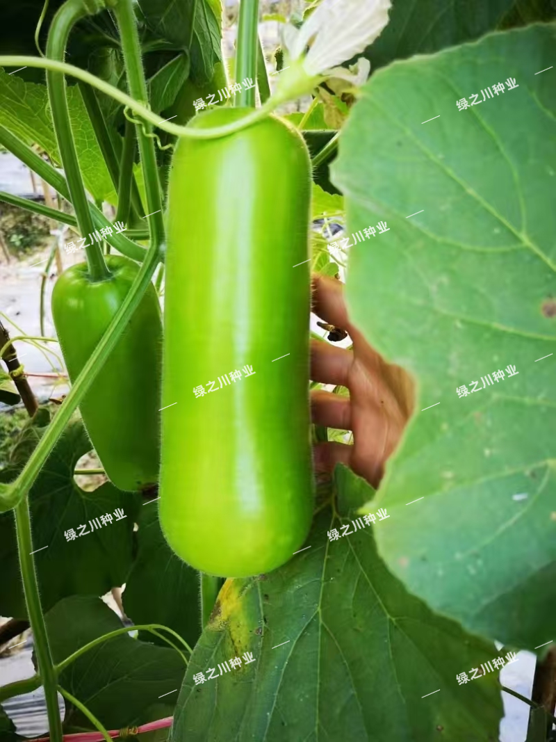 泰秀8号瓠瓜种子早熟杂交油绿蒲瓜种子短棒油亮瓠子瓜种籽