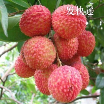 《木广垌桂味荔枝》，颜色鲜红，味道清甜，桂花香。