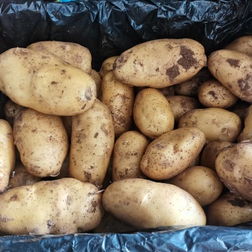 【实力商家】荷兰十五土豆黄皮黄心一手货源价格不贵