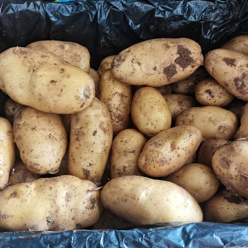 【实力商家】荷兰十五土豆黄皮黄心一手货源价格不贵