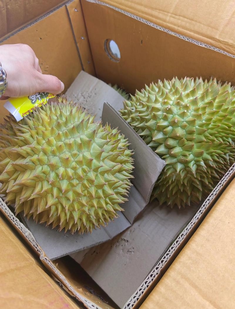 金枕榴莲一手批发，a果保5房，货源充足，质量保证。