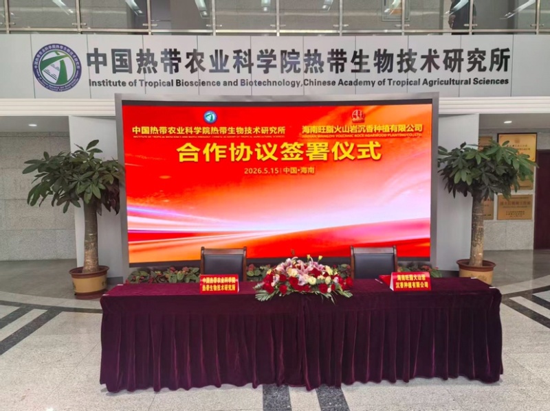 海南优质奇楠苗，阳光面，结香多