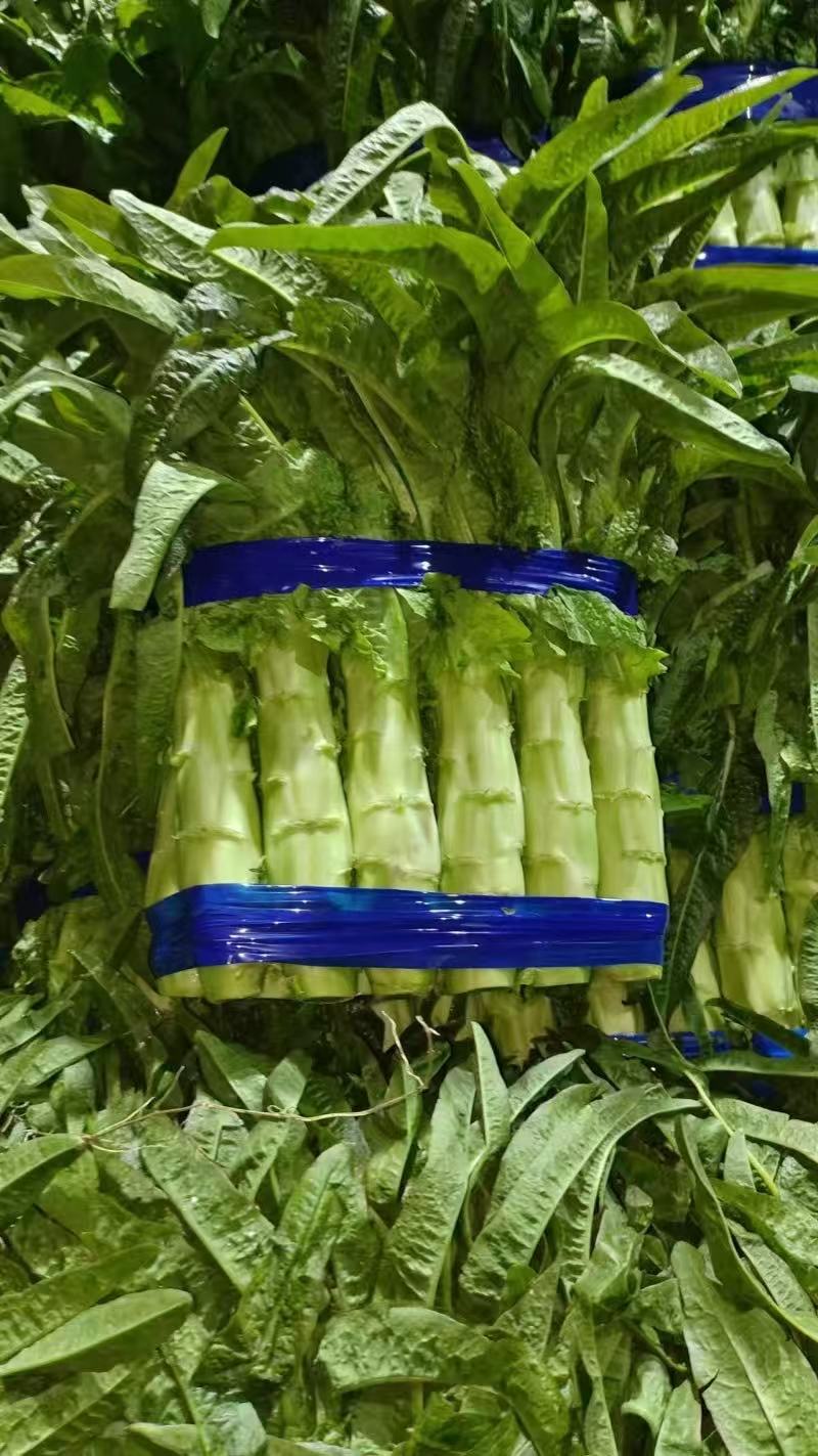 莴笋莴苣品质保证货源充足诚信经营欢迎来电洽谈
