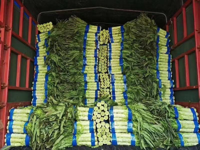 莴笋莴苣品质保证货源充足诚信经营欢迎来电洽谈