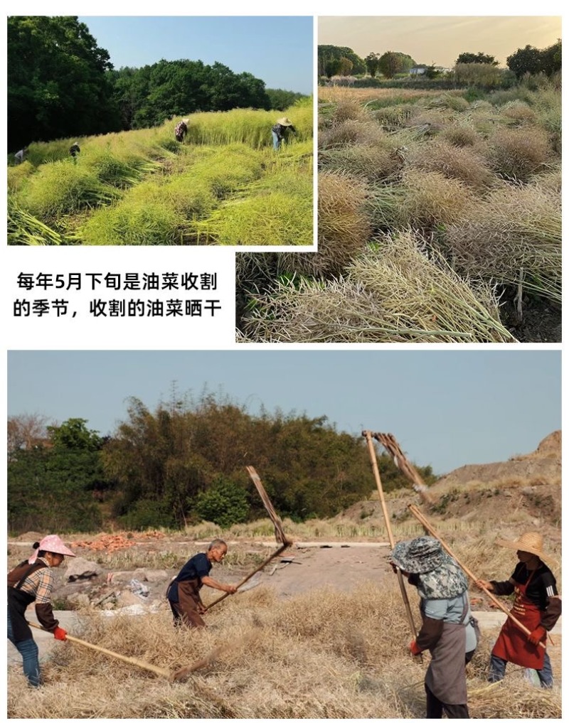 鑫福门压榨浓香菜籽油