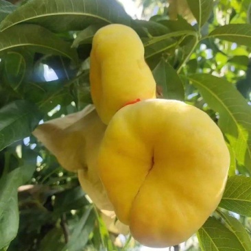 【热卖】开封黄金蟠桃种植基地现摘现发口感好可视频看货