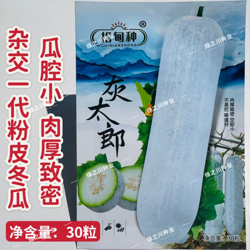 灰太郎冬瓜种子杂交一代粉皮冬瓜种子肉厚致密粉冬瓜种籽