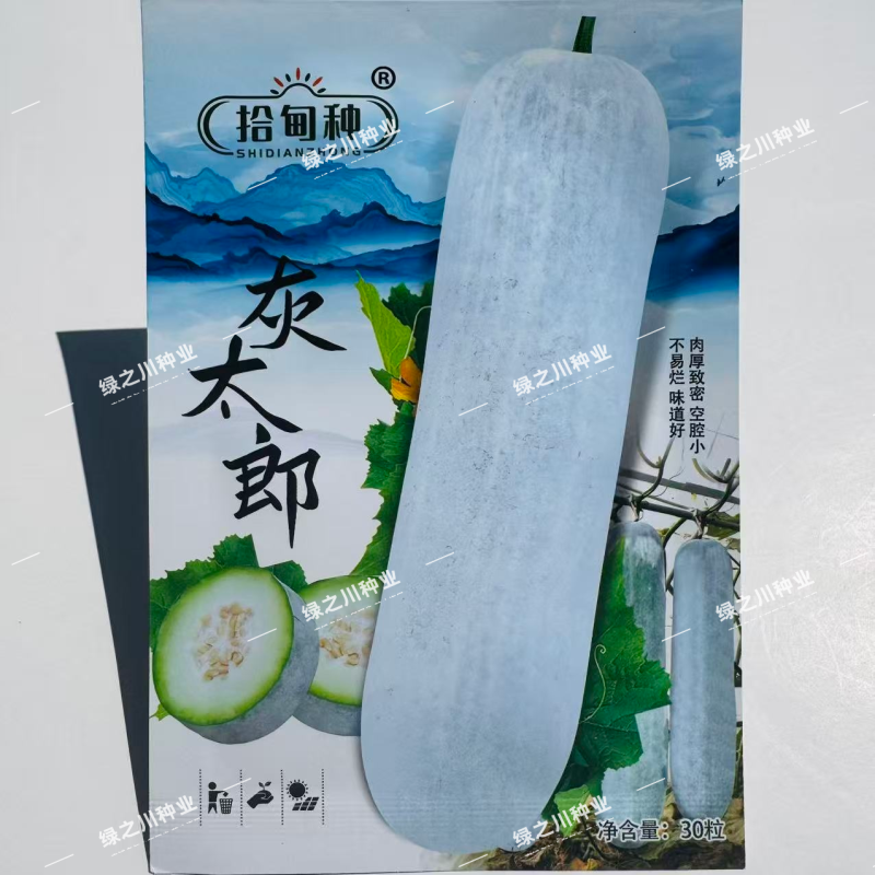 灰太郎冬瓜种子杂交一代粉皮冬瓜种子肉厚致密粉冬瓜种籽