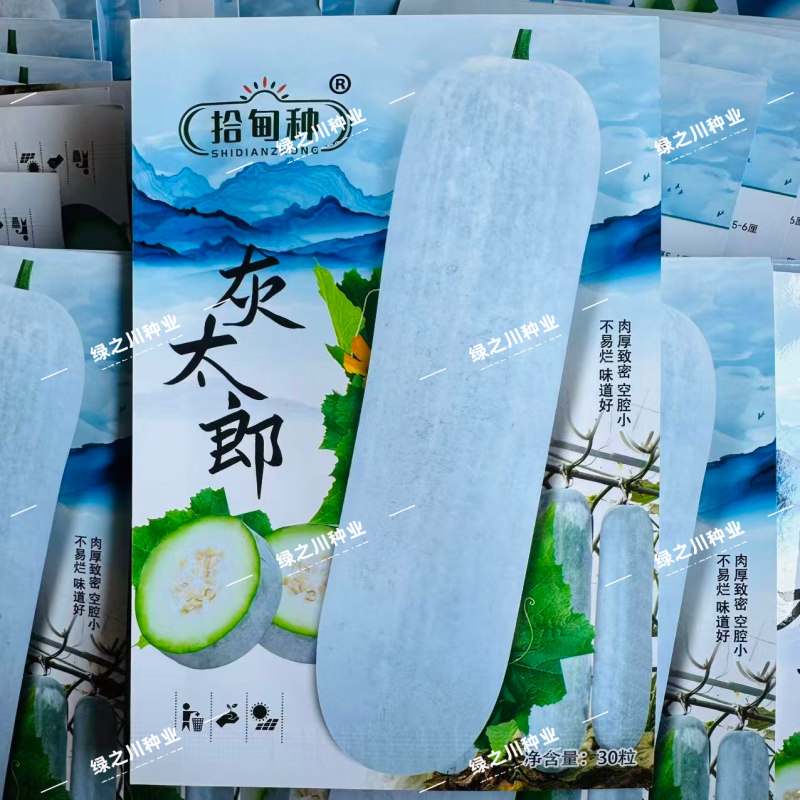 灰太郎冬瓜种子杂交一代粉皮冬瓜种子肉厚致密粉冬瓜种籽