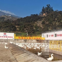 预售村集体养殖的大白鹅600-700只左右，8月中旬出栏