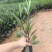 基地直销：紫花翠芦莉，高度15-20-25-30-40c
