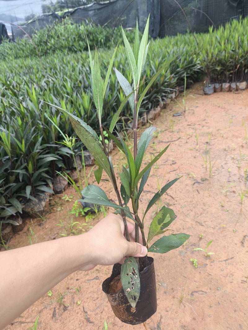 基地直销：紫花翠芦莉，高度15-20-25-30-40c