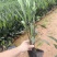 基地直销：紫花翠芦莉，高度15-20-25-30-40c