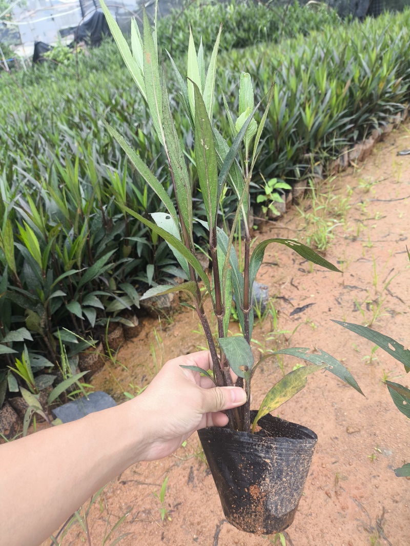基地直销：紫花翠芦莉，高度15-20-25-30-40c