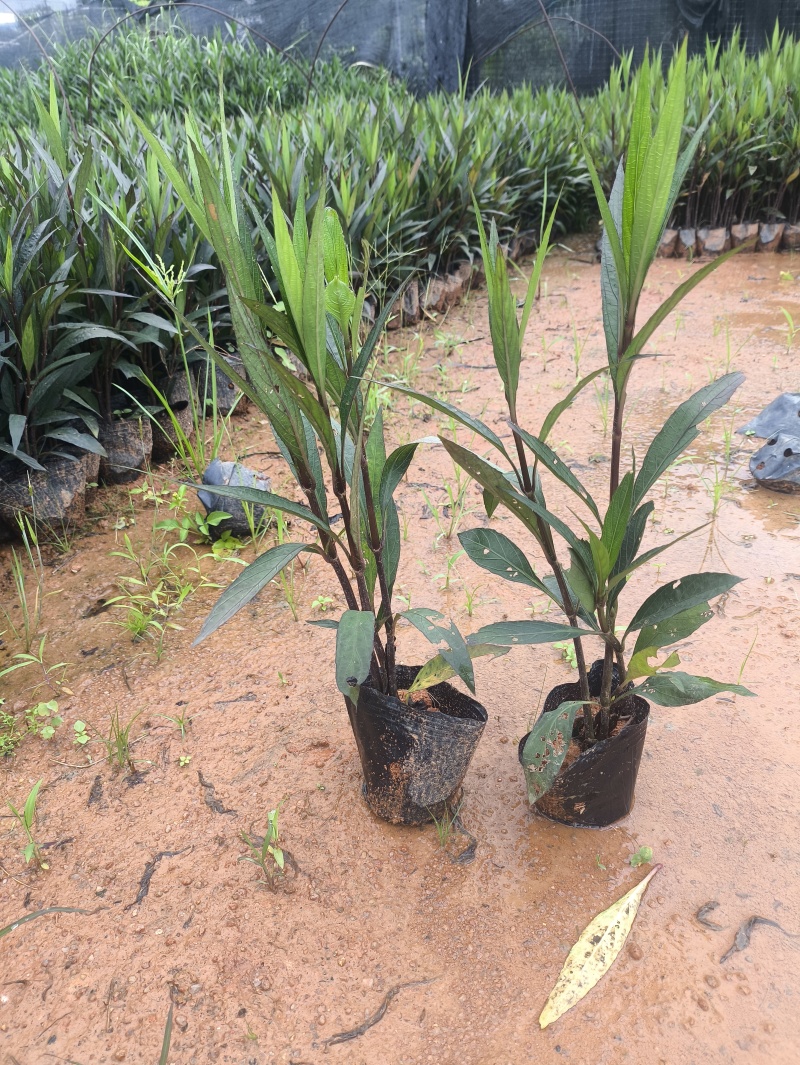 基地直销：紫花翠芦莉，高度15-20-25-30-40c