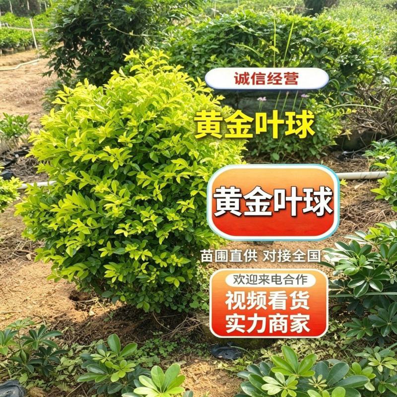 基地直销：黄金叶球50-60-80-90-100出售