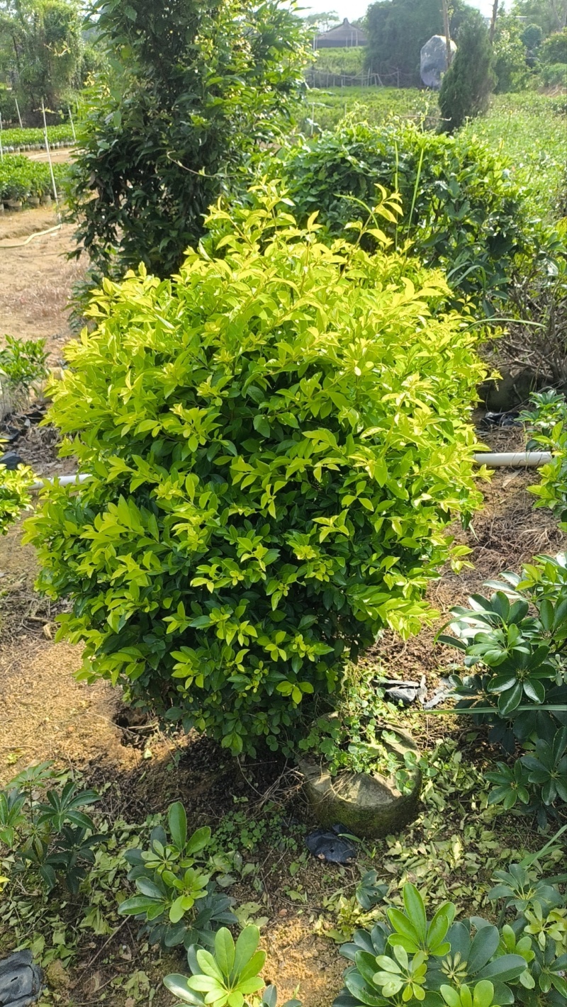 基地直销：黄金叶球50-60-80-90-100出售