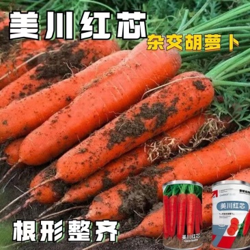美川红芯水果型胡萝卜种子长圆锥形口感甜脆秋季胡萝卜种子膨